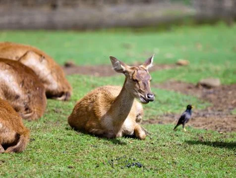 Small deer Stock Photos