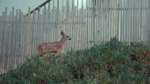 Small Deer Running Alongside a White Fence Outdoors  Description: Stock Footage 340600293