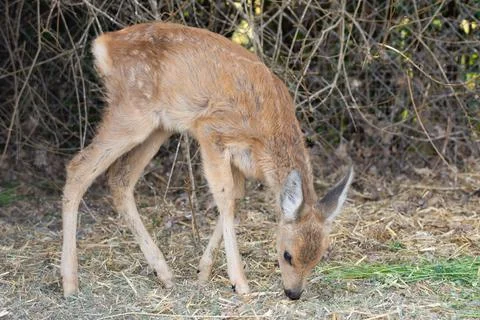 A small deer stands with its head down Stock Photos