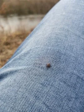 A small deer tick found on the blue jeans, pant leg of a man. Stock Photos