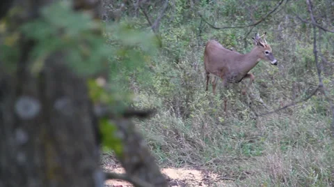 Small Deer from Tree Stand 스톡 동영상 32928738