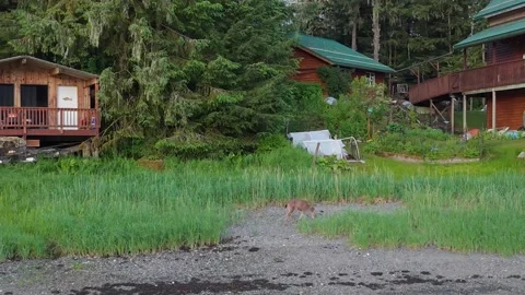 Small Deer Walking Along Alaska Fishing Resort Waterfront Cabins Stockbeeldmateriaal 343237750