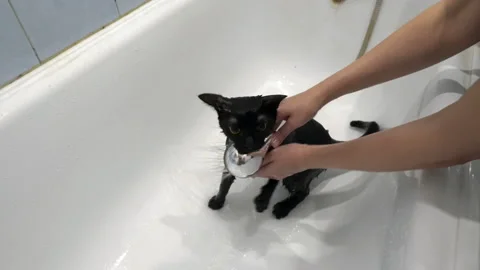 A small defenseless black cat with yellow eyes is bathed in a white bath. 스톡 동영상 124363531