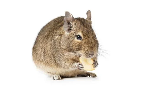 Small Degu isolated on a white background Stockfoto's