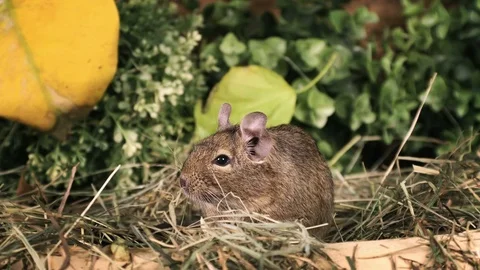 Small degu in the woods Video stock 73707058
