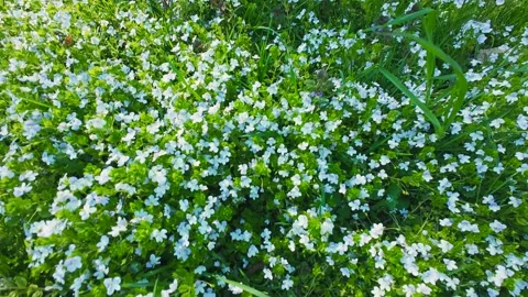 Small delicate blue flowers bloom in the dense green grass on a sunny day. Stock Footage 337938068
