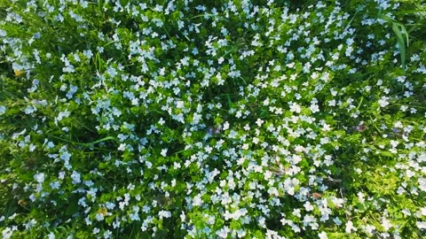 Small delicate blue flowers bloom in the dense green grass on a sunny day. Stock Footage 337938158