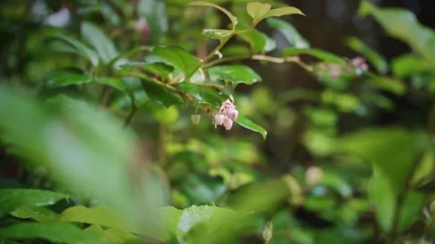 Small delicate rainforest flower with droplets on it Stock-Footage 331047595