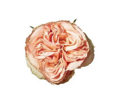 Small delicate rose top down view. Rosa blossom, head, bloom from above. Fotos Stock