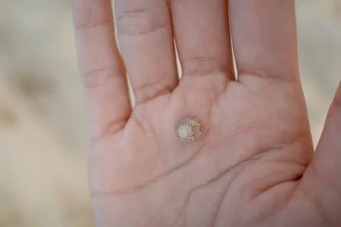 Small, delicate shell rests in open palm Stock Photos
