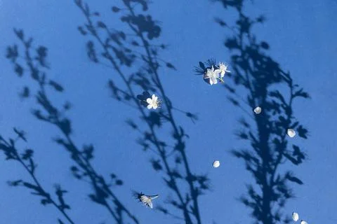 Small delicate white flowers fallen from flowering spring branches on a brigh 写真素材