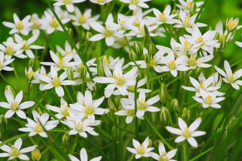 Small delicate white spring flowers Stock Photos