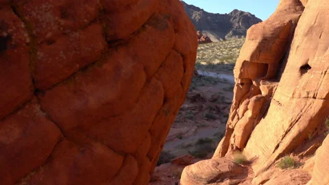 Small depth of field shot of brine flies at sunset. Video stock 155286491