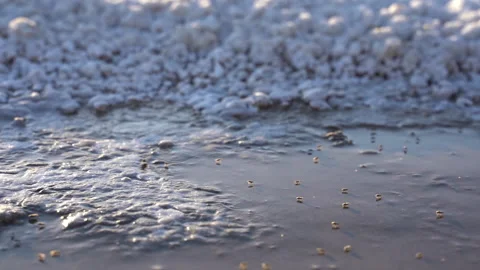 Small depth of field shot of brine flies at sunset. Stock Footage 155286556