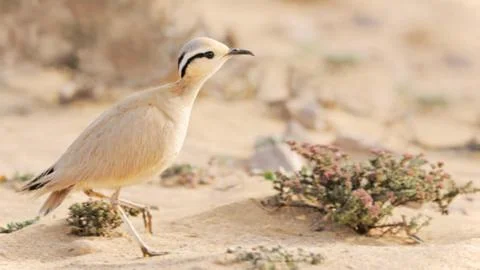 Small Desert Bird Running on Sandy Dunes Stock Photos