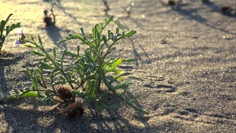 Small desert plant grows on sandy ground at sunrise with arid soil delicate 스톡 동영상 333861004