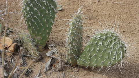 SMALL DESSERT CACTUS IN THE SAND. Stock Footage 35731264