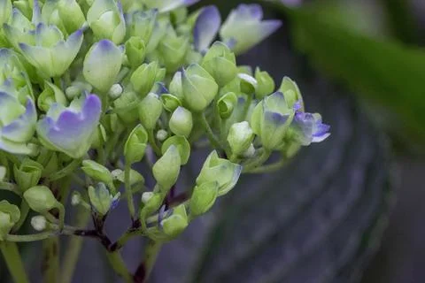 Small detailed group of opening hydrangea flowers Stock Photos