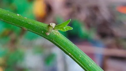 A small, developing leaf emerging from a plant stem. Stock Photos