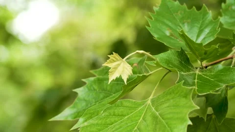 Small developing maple leaf on tree branch Stock Footage 310206123