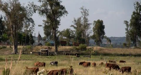 Small Devon cattle farm in the interior of Brazil Stock Photos