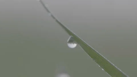 Small dew drop hanging from a green leaf with some upside down reflection Stock Footage 245407359