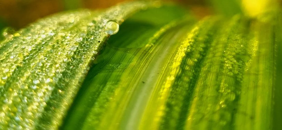 Small dew drops isolated on leaf of sugarcane Stock Photos