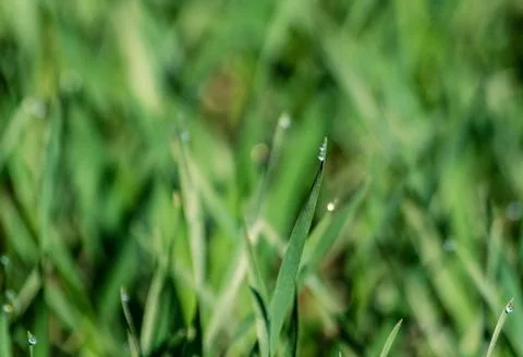 Small dew drops on the tip of young cereal plants Stock Photos