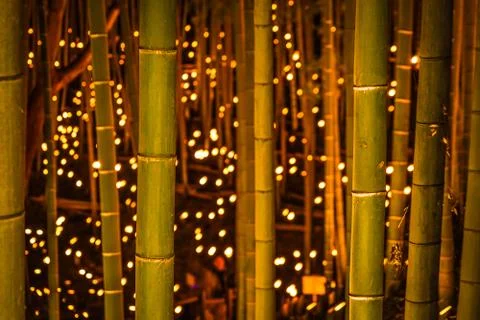 Small-diameter light-up of the bamboo grove (small desk Castle forest of Stock Photos