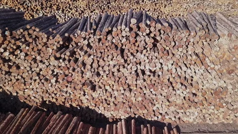 Small diameter logs form tidy stacks in pulp and paper mill log yard Stock Footage 319017535