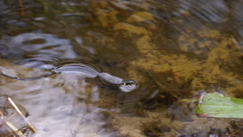 Small Dice Snake Swims in the River. Slow Motion. Natrix tessellata in Water. Stock Footage 134454711