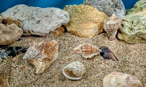 Small different seashells underwater Foto stock