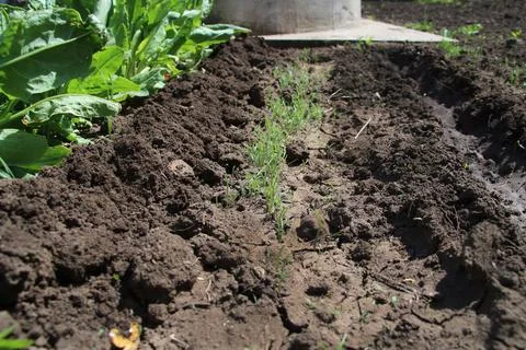 Small dill on the surface of the ground Stock Photos