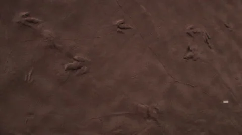 Small dinosaur tracks are found running across a mud flat Stock-Footage 55212722