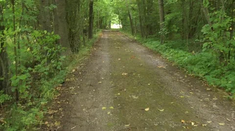 Small dirt road in a forest Stock Footage