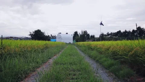 A small dirt road through a rice paddy Stock Footage 249605304