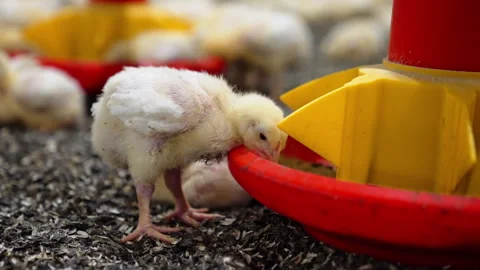 Small dirty chick eats from a feeder at the poultry factory.  Stock Footage 293158979