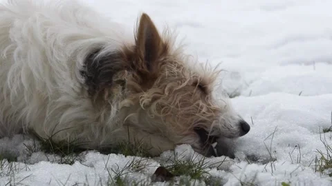 A small dirty dog gnaws a bone in the snow Stock Footage 147856362