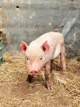 Small dirty Piglet in a pigsty looks at the camera Stock Photos