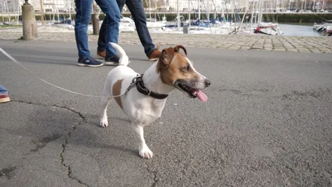 A small disabled dog without one leg on a leash walks with its owner 库存影片 329436728
