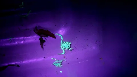 Small Disoriented Scorpion Under Blue Light Stock Footage 96467302