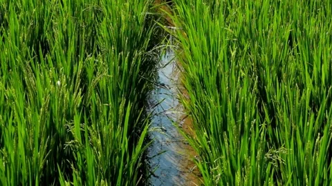 Small ditch in the middle of rice plants Stock Footage 319921281