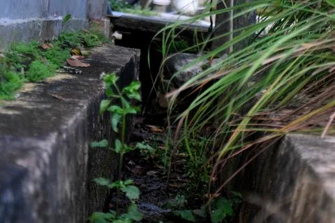 Small Ditch With Wild Grass Stock Photos