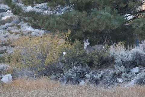 Small doe grazing between the forest and the meadow Stock Photos