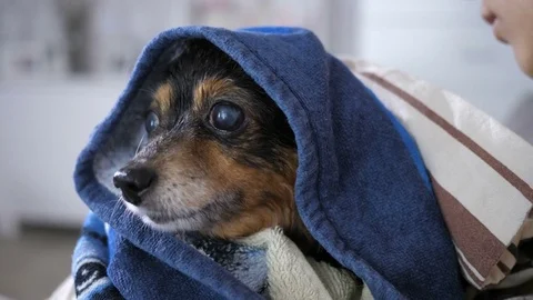 Small Dog After Bathing 스톡 동영상 83870523