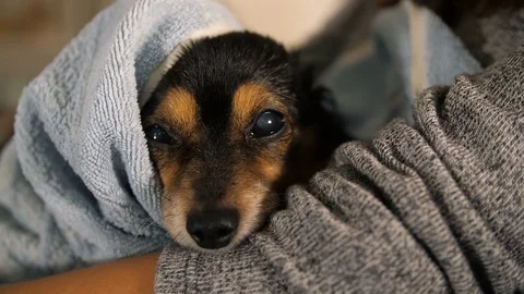 Small Dog After Bathing Wrapped in a Towel 스톡 동영상 82111614