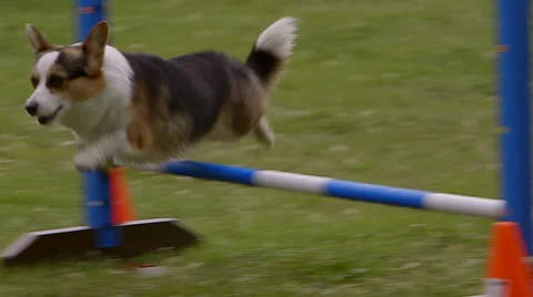 Small dog in agility contest Stock Footage 67453265