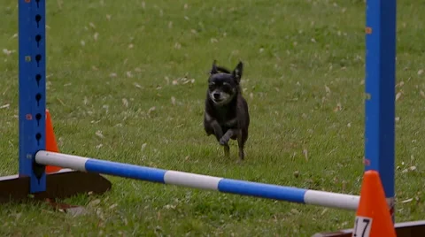Small dog in agility contest Stock Footage 67453302