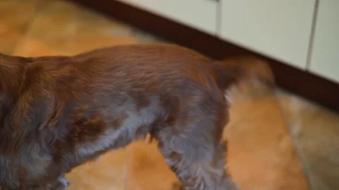 A small dog approaches its owner, gently nudging with its nose as it seeks Stock Footage 338446971