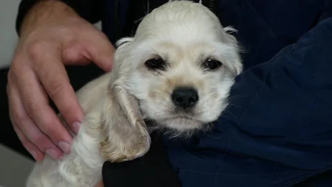 Small dog in arms. Stock Footage 165073440